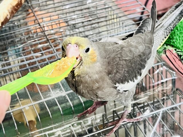 オカメインコ