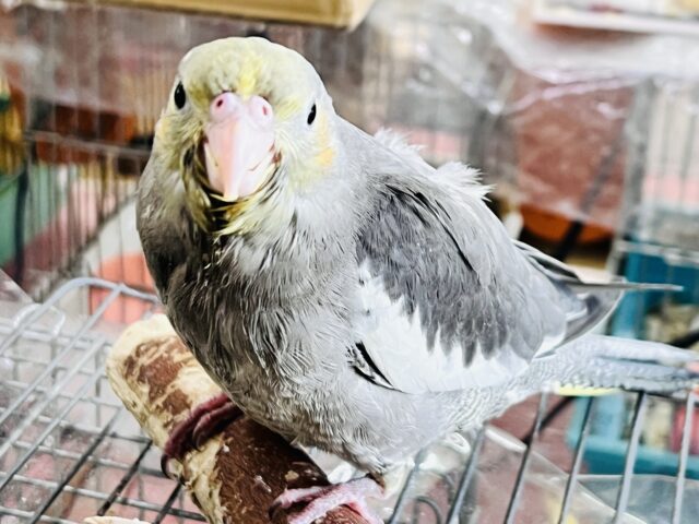 オカメインコ