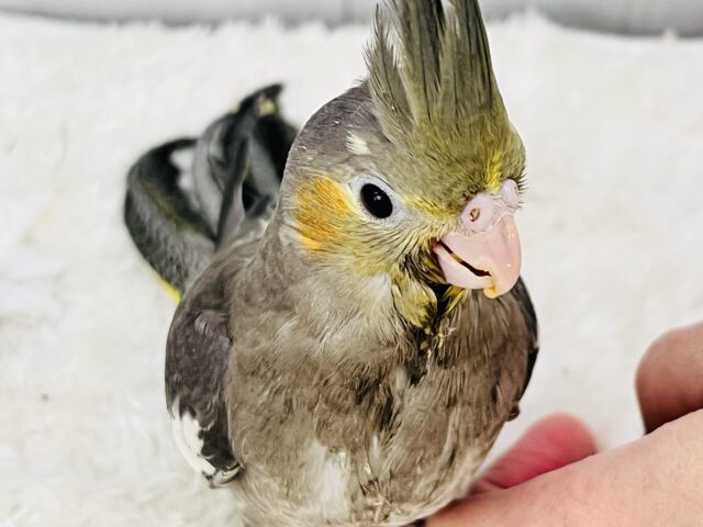 オカメインコ