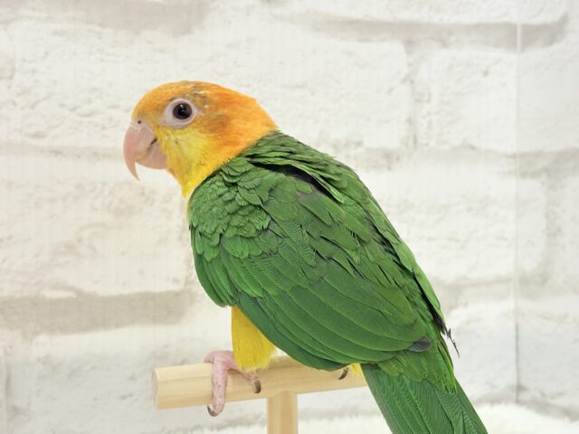 シロハラインコ