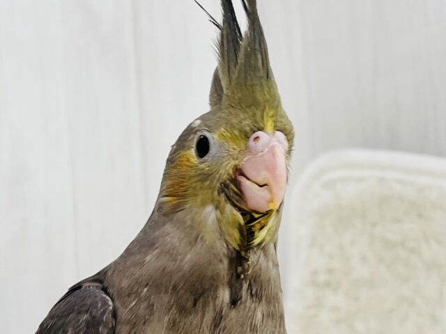 オカメインコ
