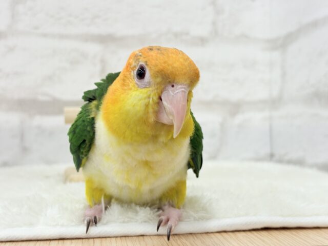 シロハラインコ