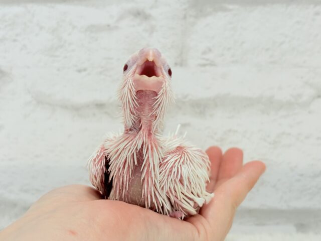 オカメインコ