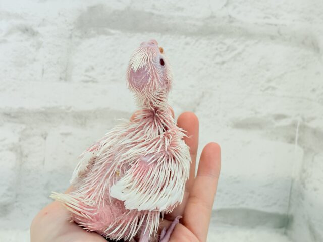 オカメインコ