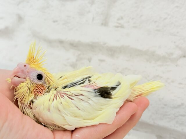 オカメインコ
