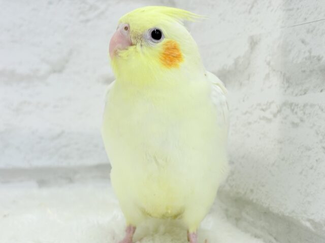 オカメインコ