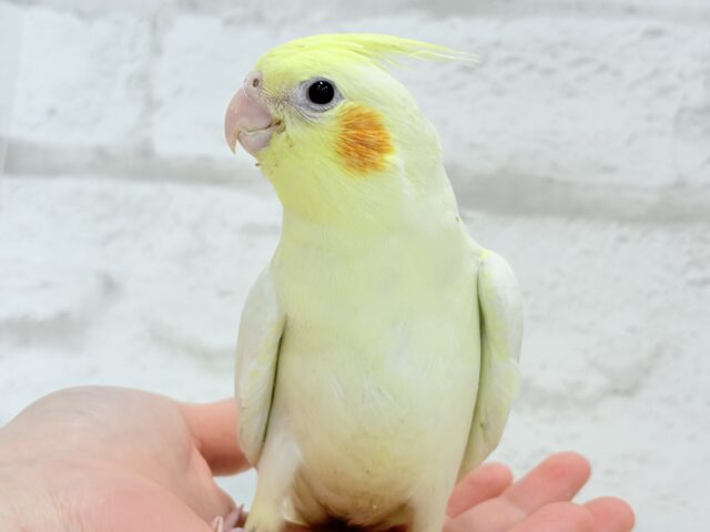 オカメインコ