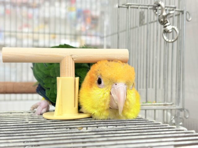 シロハラインコ