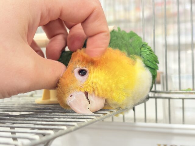 シロハラインコ