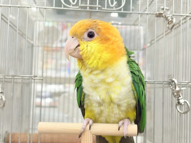 シロハラインコ