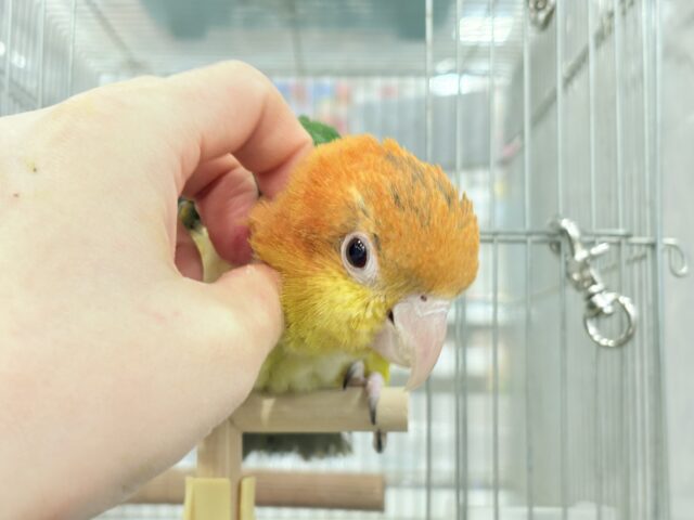 シロハラインコ