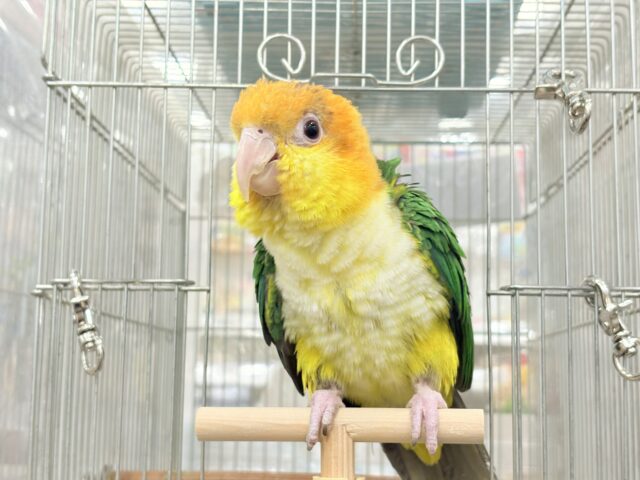シロハラインコ