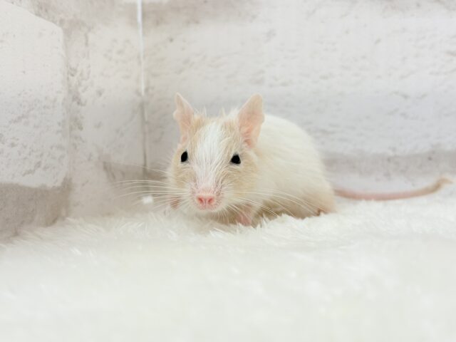 【最新画像更新🪄】癒し系担当です♡デグー(サンドパイド) 男の子 デグー