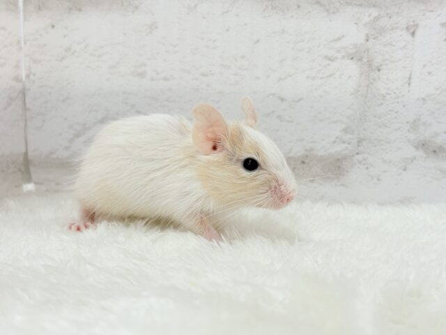 【最新画像更新🪄】癒し系担当です♡デグー(サンドパイド) 男の子 デグー