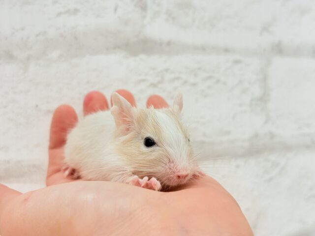 【最新画像更新🪄】癒し系担当です♡デグー(サンドパイド) 男の子 デグー