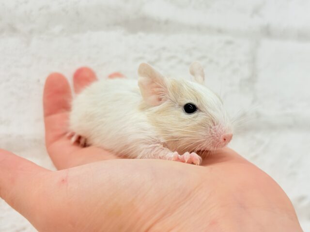 【最新画像更新🪄】癒し系担当です♡デグー(サンドパイド) 男の子 デグー