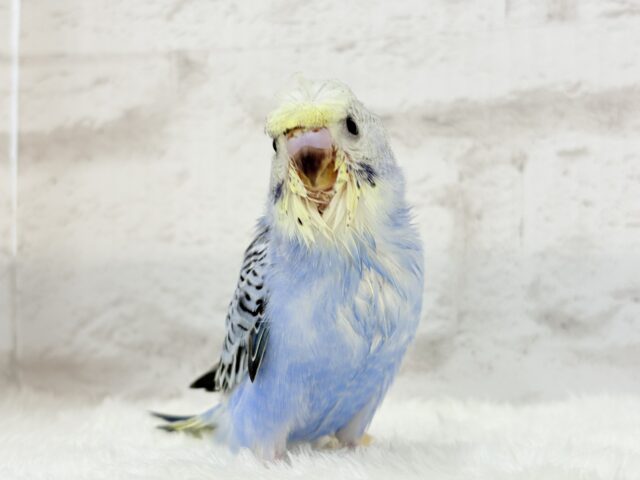 梵天セキセイインコ