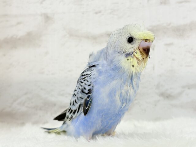 梵天セキセイインコ