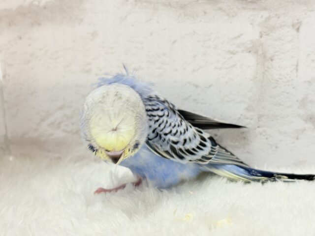 梵天セキセイインコ