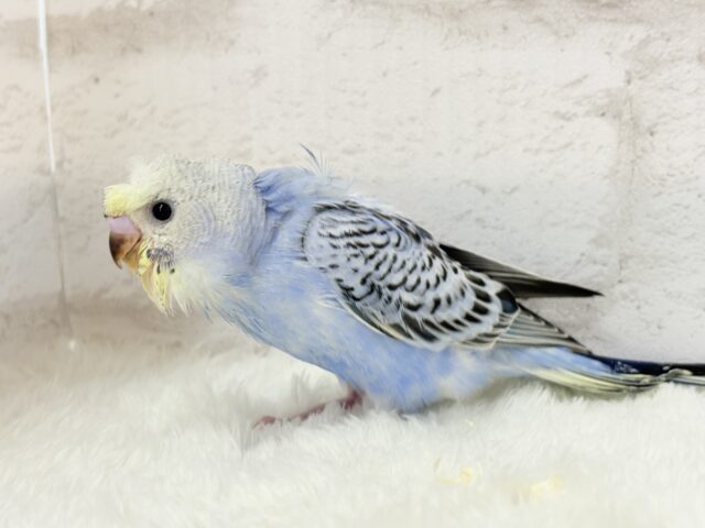 梵天セキセイインコ