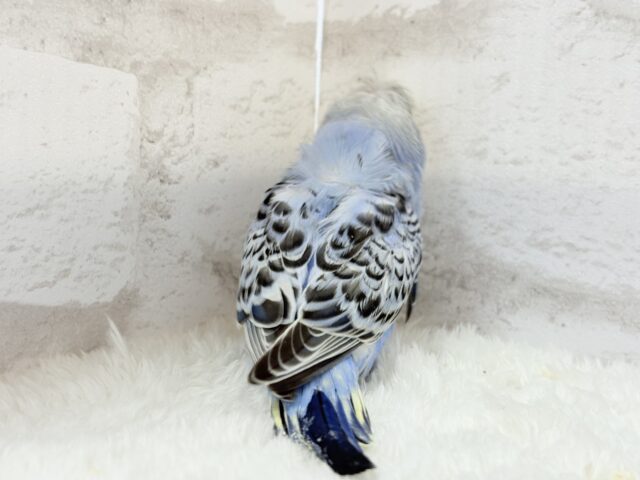 梵天セキセイインコ