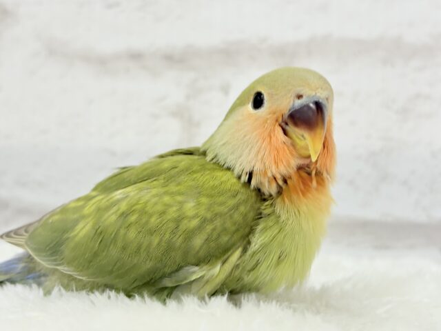 コザクラインコ（小桜インコ）