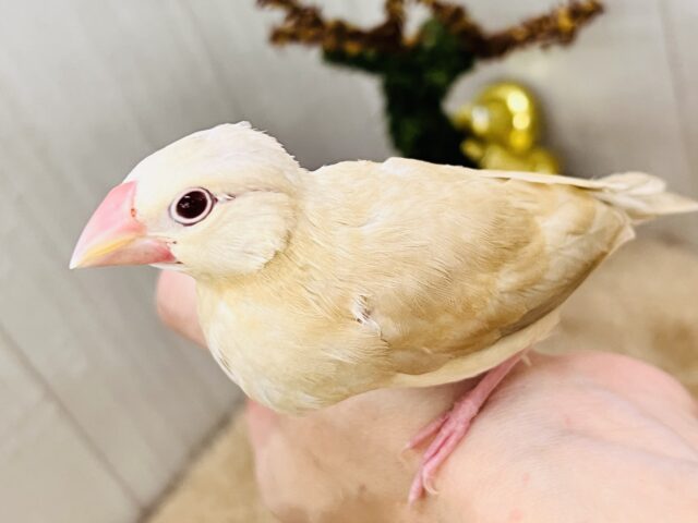 シナモン文鳥