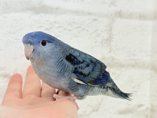 サザナミインコ