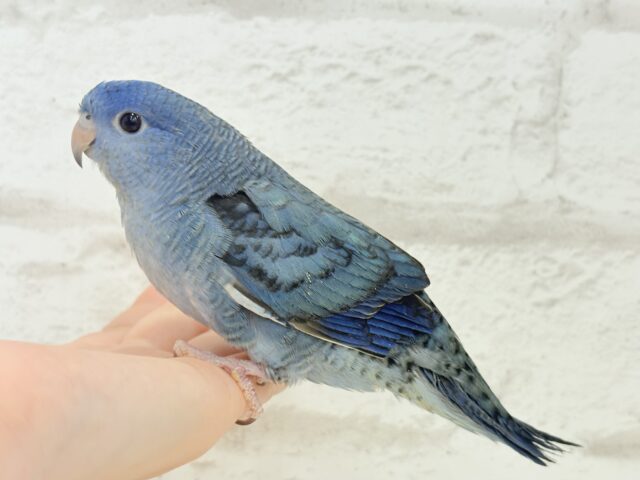 サザナミインコ