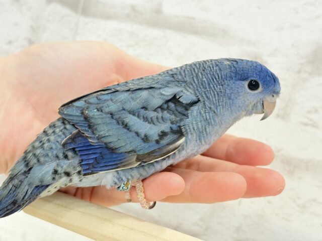 サザナミインコ