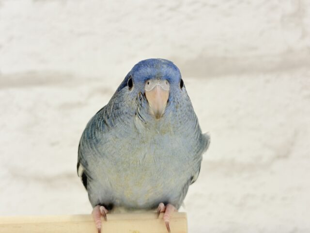 サザナミインコ