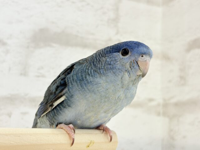 サザナミインコ