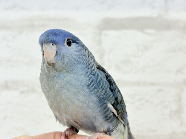 サザナミインコ