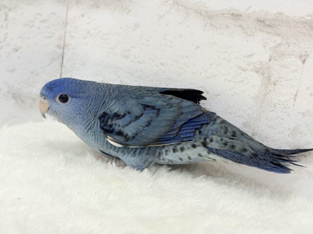 サザナミインコ