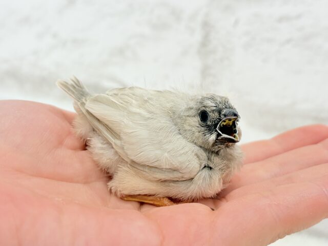 ジャンボキンカチョウ