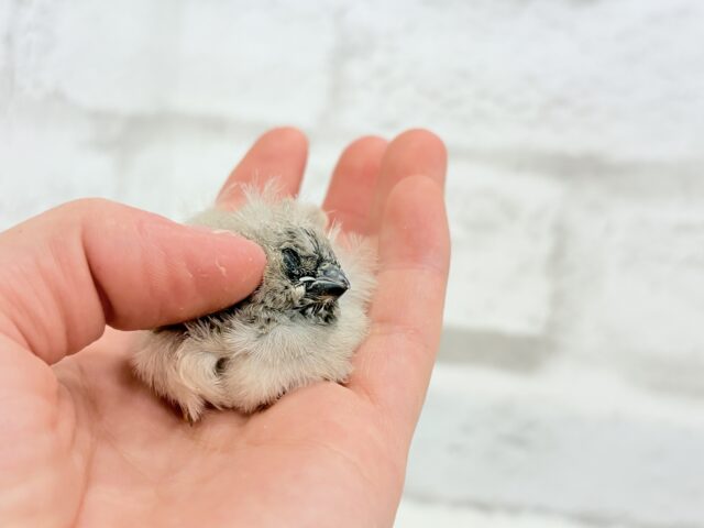 ジャンボキンカチョウ