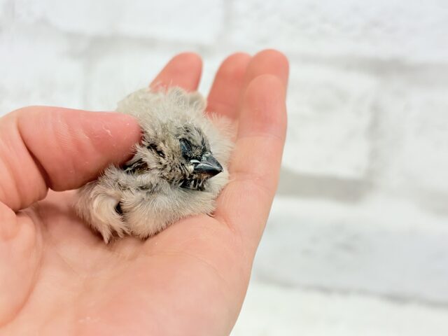 ジャンボキンカチョウ