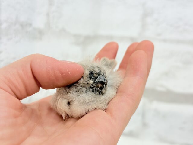 ジャンボキンカチョウ