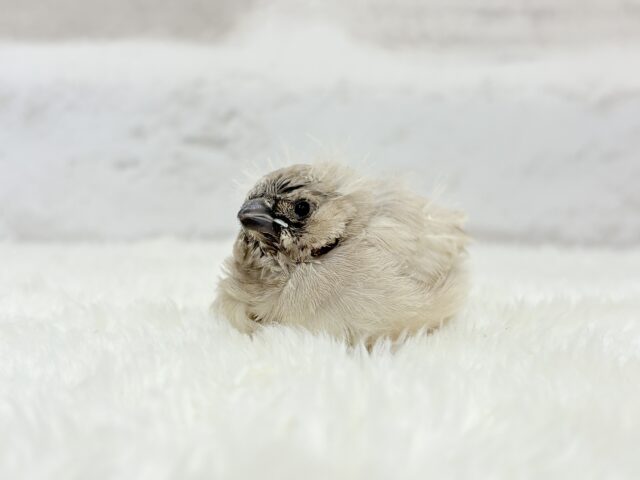 ジャンボキンカチョウ