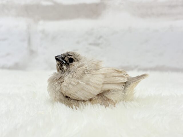 ジャンボキンカチョウ