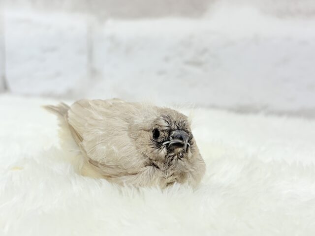 ジャンボキンカチョウ