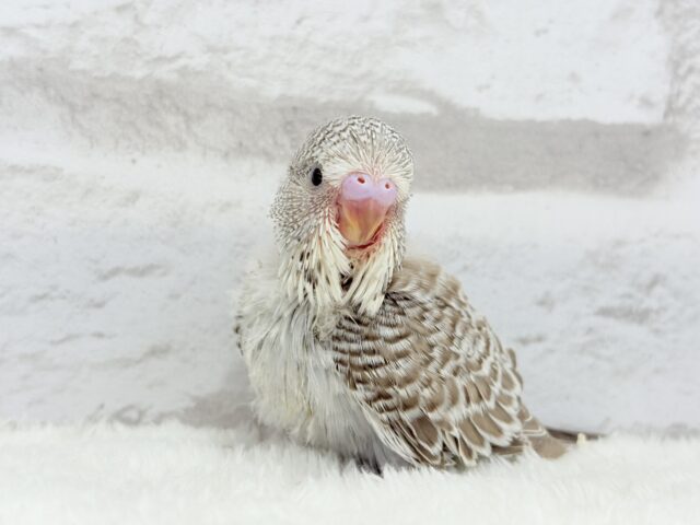 ジャンボセキセイインコ