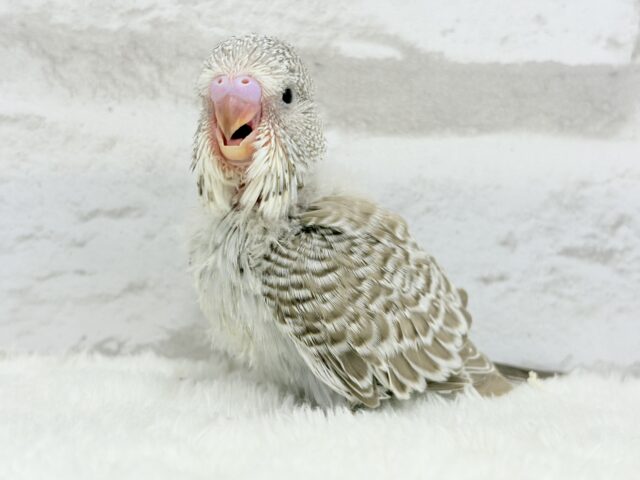 ジャンボセキセイインコ