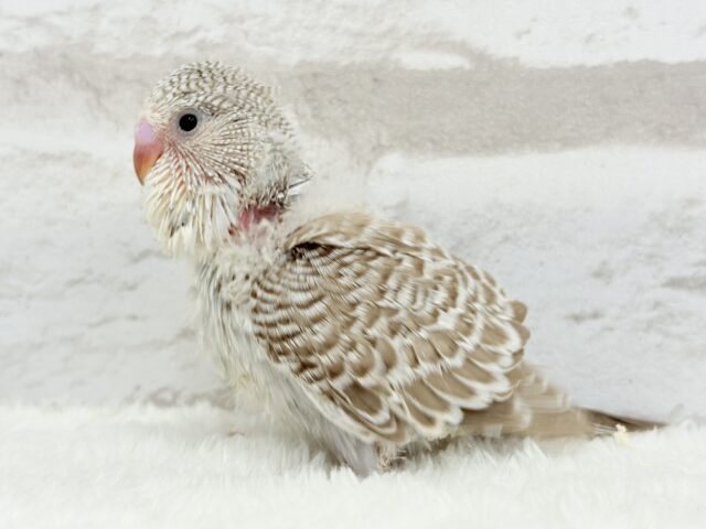 ジャンボセキセイインコ