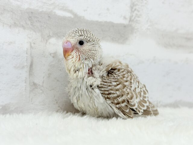 ジャンボセキセイインコ