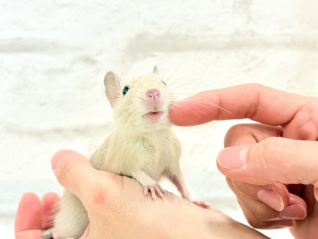 【最新画像更新🪄】☆てんしんらんまん☆デグー(サンド)女の子 デグー