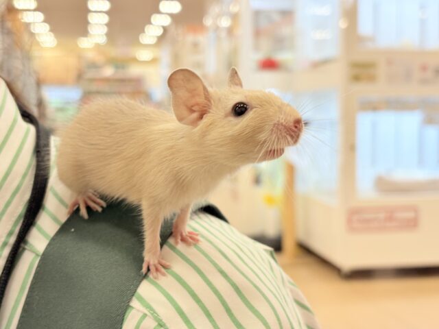 【最新画像更新🪄】☆てんしんらんまん☆デグー(サンド)女の子 デグー