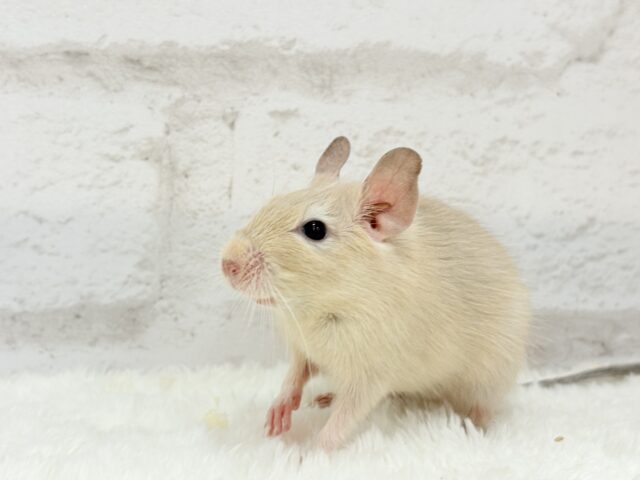 【最新画像更新🪄】☆てんしんらんまん☆デグー(サンド)女の子 デグー