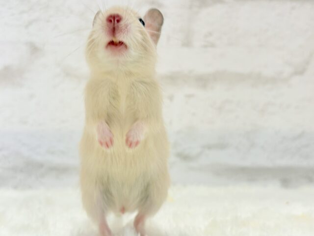 【最新画像更新🪄】☆てんしんらんまん☆デグー(サンド)女の子 デグー