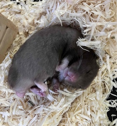 ちっちゃくても存在感抜群!カラーハムスターの男のコ ゴールデンハムスター